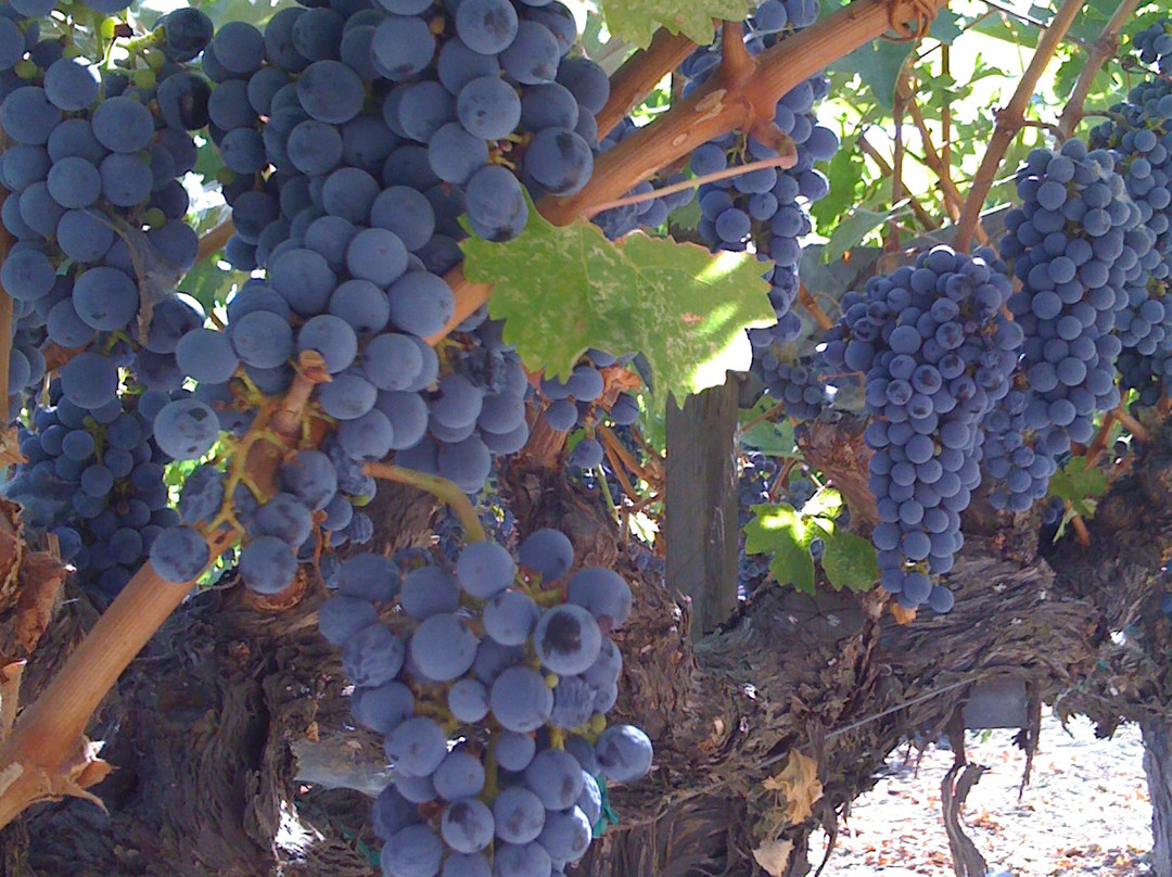 Salvestrin Winery景点图片