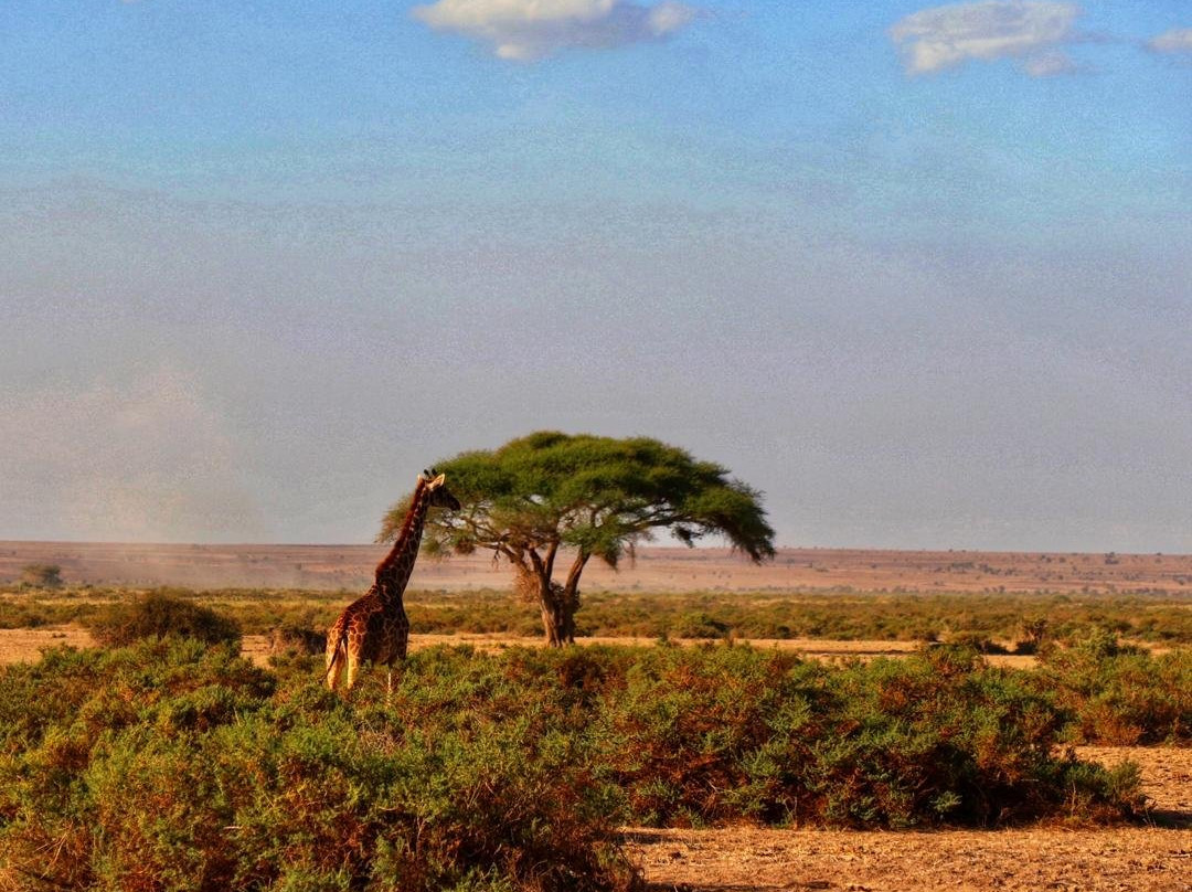 KingTomondo Safaris Kenya景点图片
