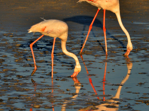 Dohat Arad Lagoon-穆哈瑞克必去景点