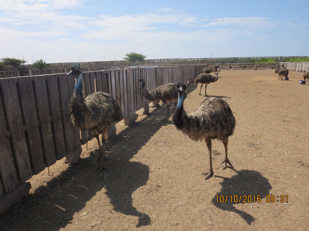 Aves Gigantes de Peru景点图片