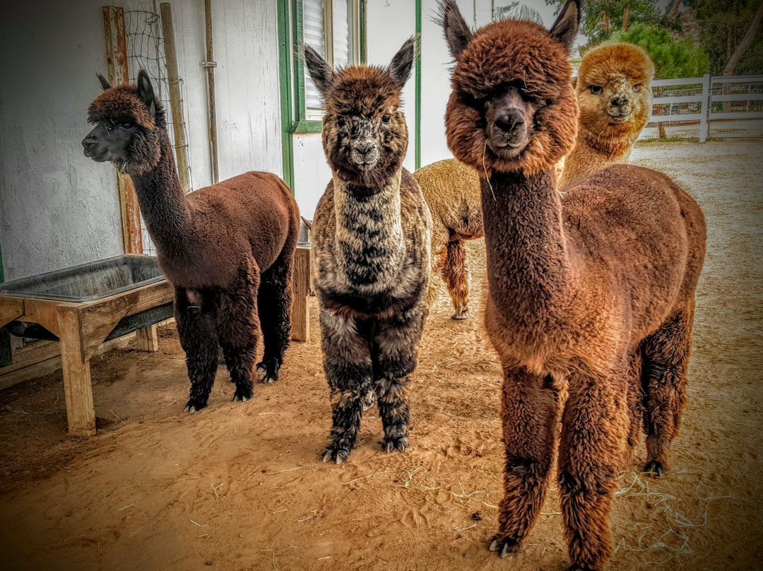 Diamond Valley Alpacas-赫米特必去景点