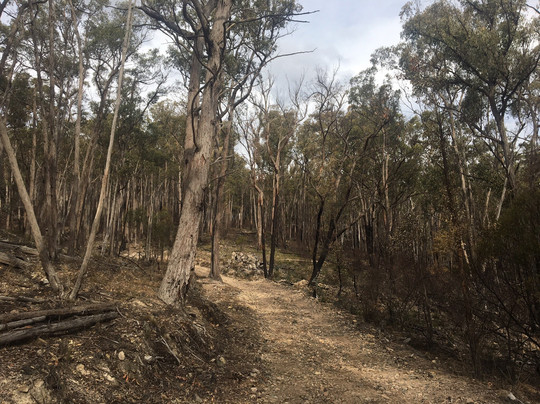 Bullock Mountain Homestead主图