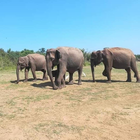 Road Rouch Tours Your Gateway to Sri Lankan Adventures-科伦坡必去景点