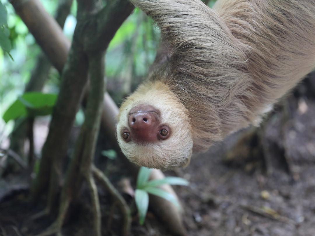 Greentique Costa Rica Tours景点图片