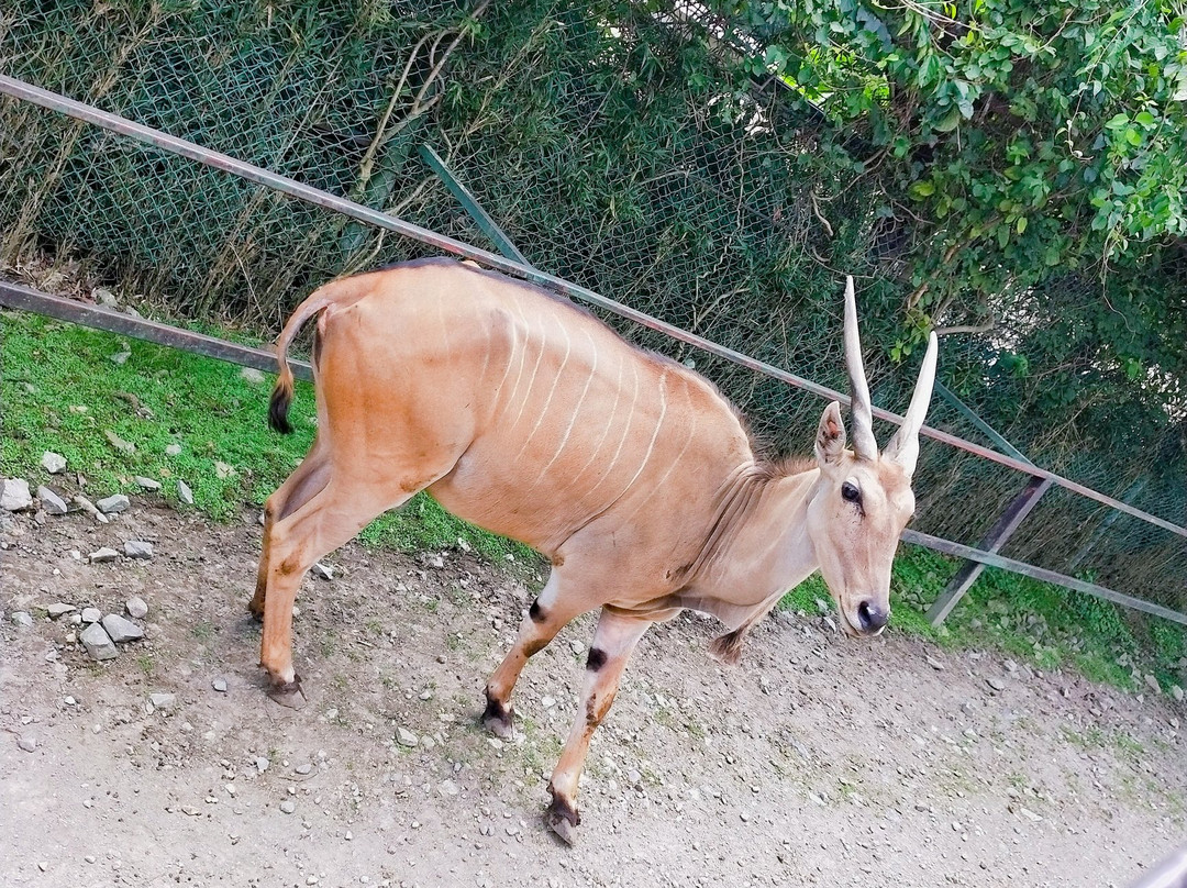Nasu Safari Park-那须町必去景点