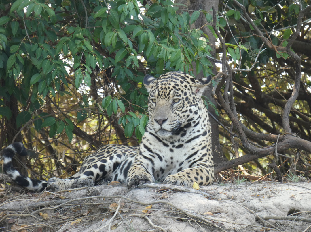 Pantanal Trackers景点图片