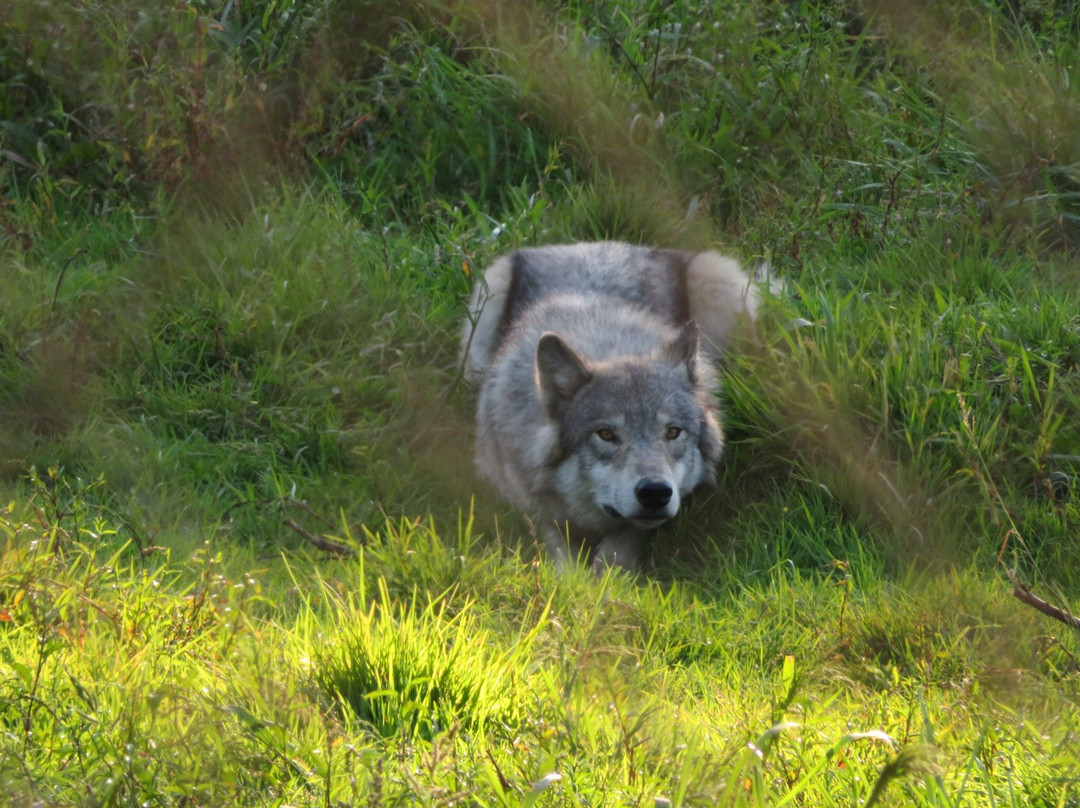 Wolf Hollow景点图片