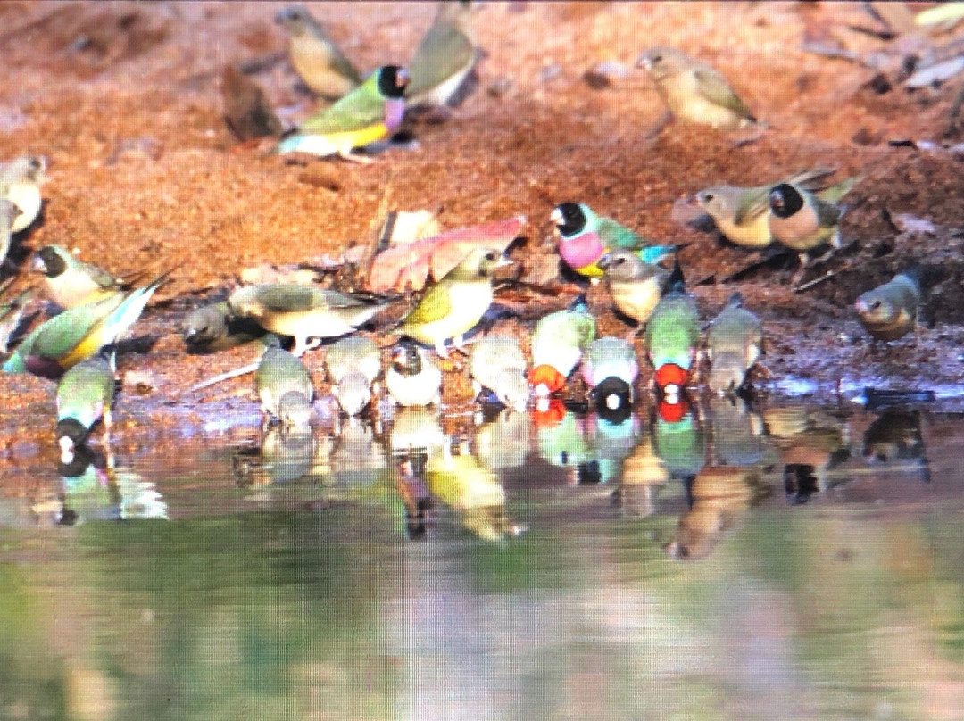 Tracks Birding & Photography Tours-达尔文市必去景点
