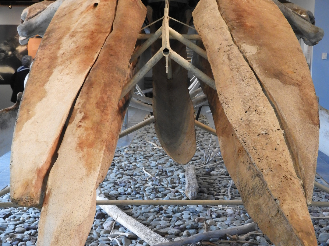 King's Point Whale Pavilion景点图片