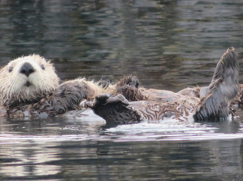 North Pacific Expeditions-苏厄德必去景点