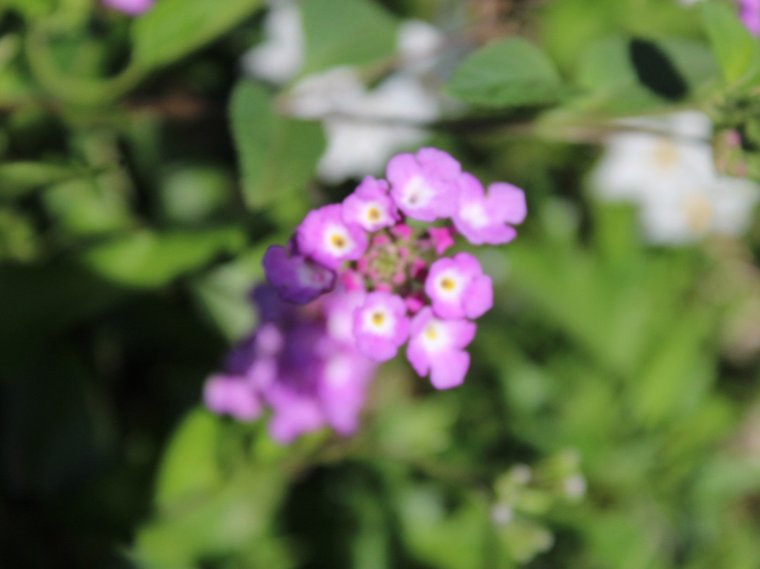 Pottique Lavender Farm景点图片