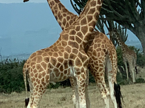 Bushwatch-内罗毕必去景点