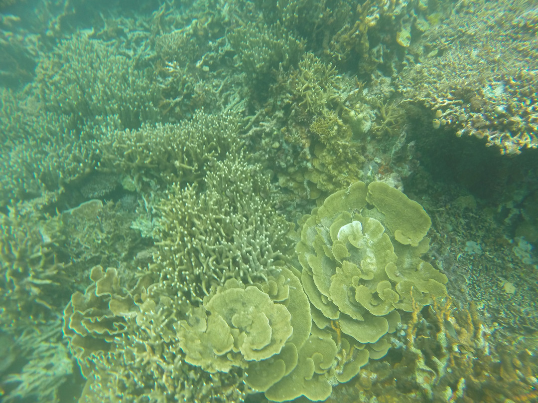 珊瑚花园景点图片