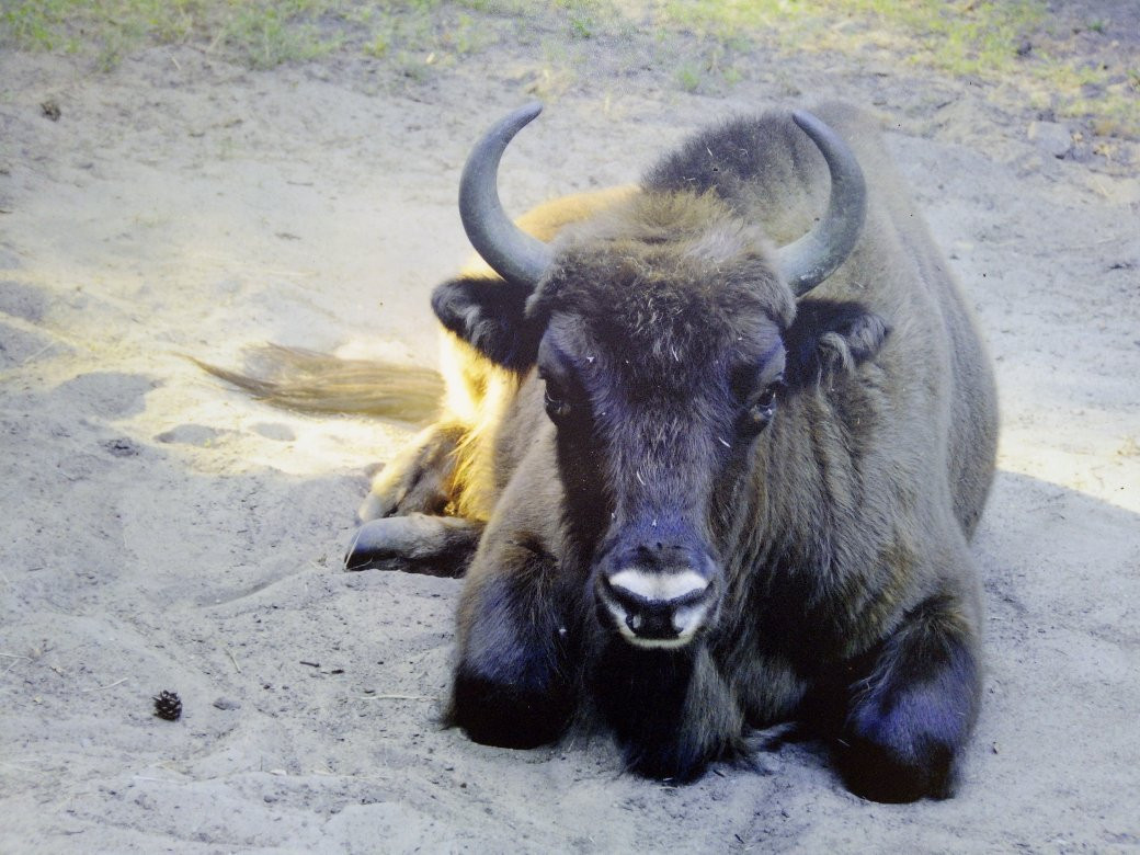 Animal Farm景点图片