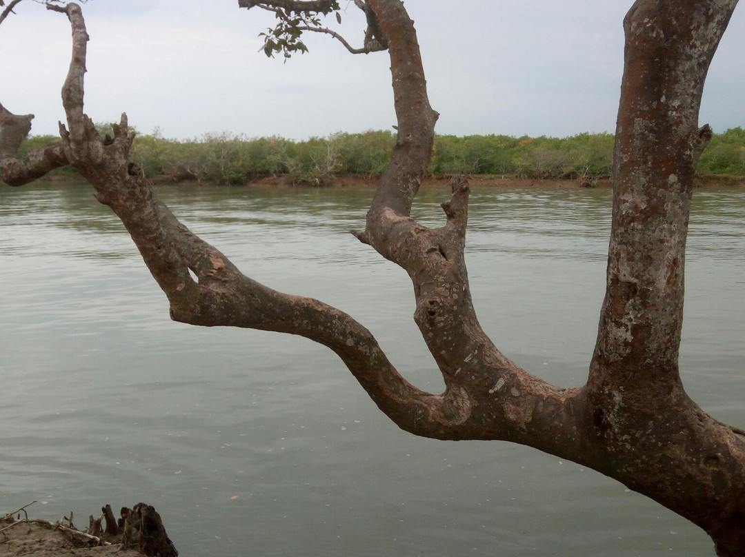 Bichitrapur Mangrove Reserve景点图片