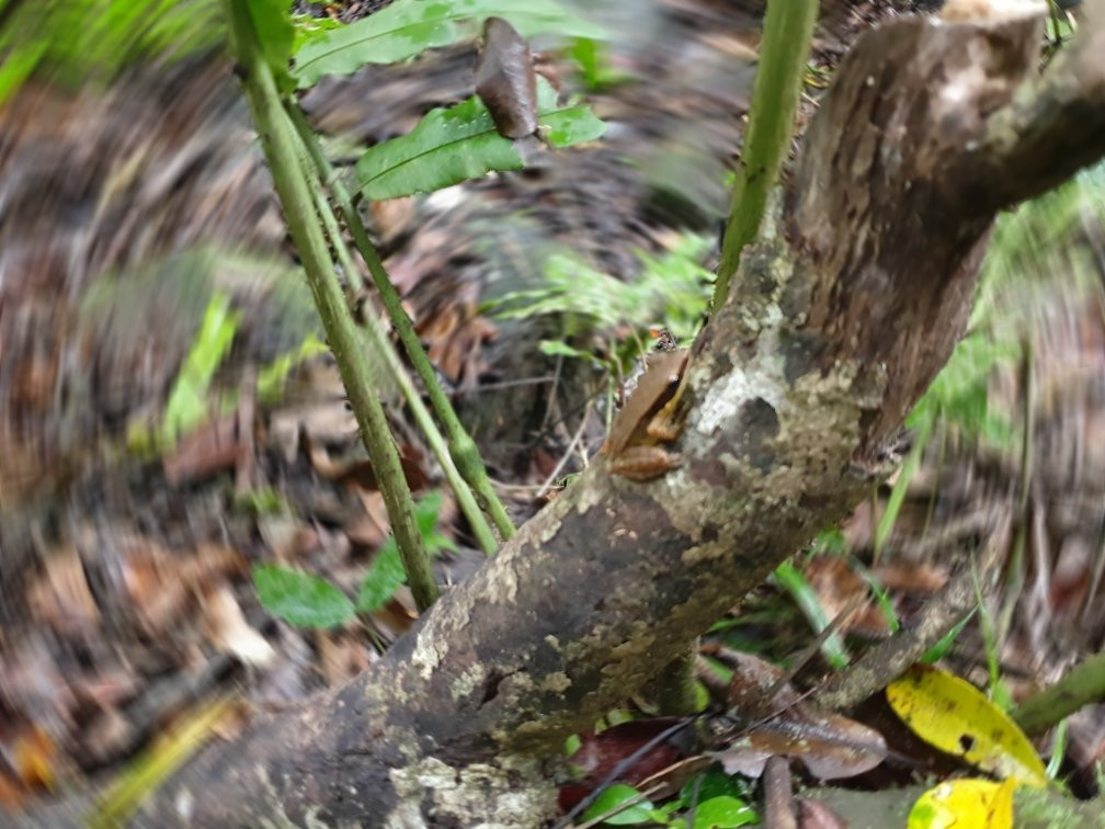 Explore Sinharaja Rain Forest Tour-Deniyaya必去景点