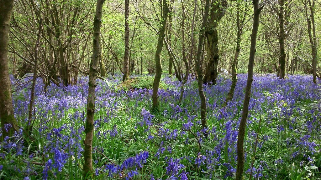 Savernake Forest景点图片