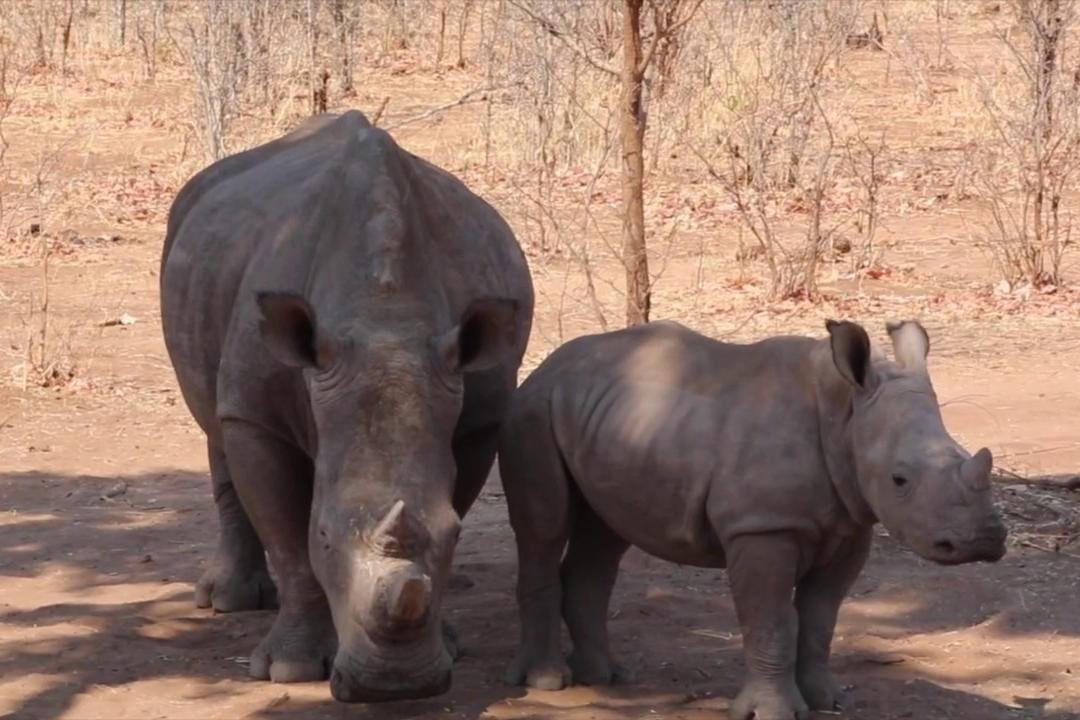 Shepherd Taxi and Tours-李文斯顿必去景点