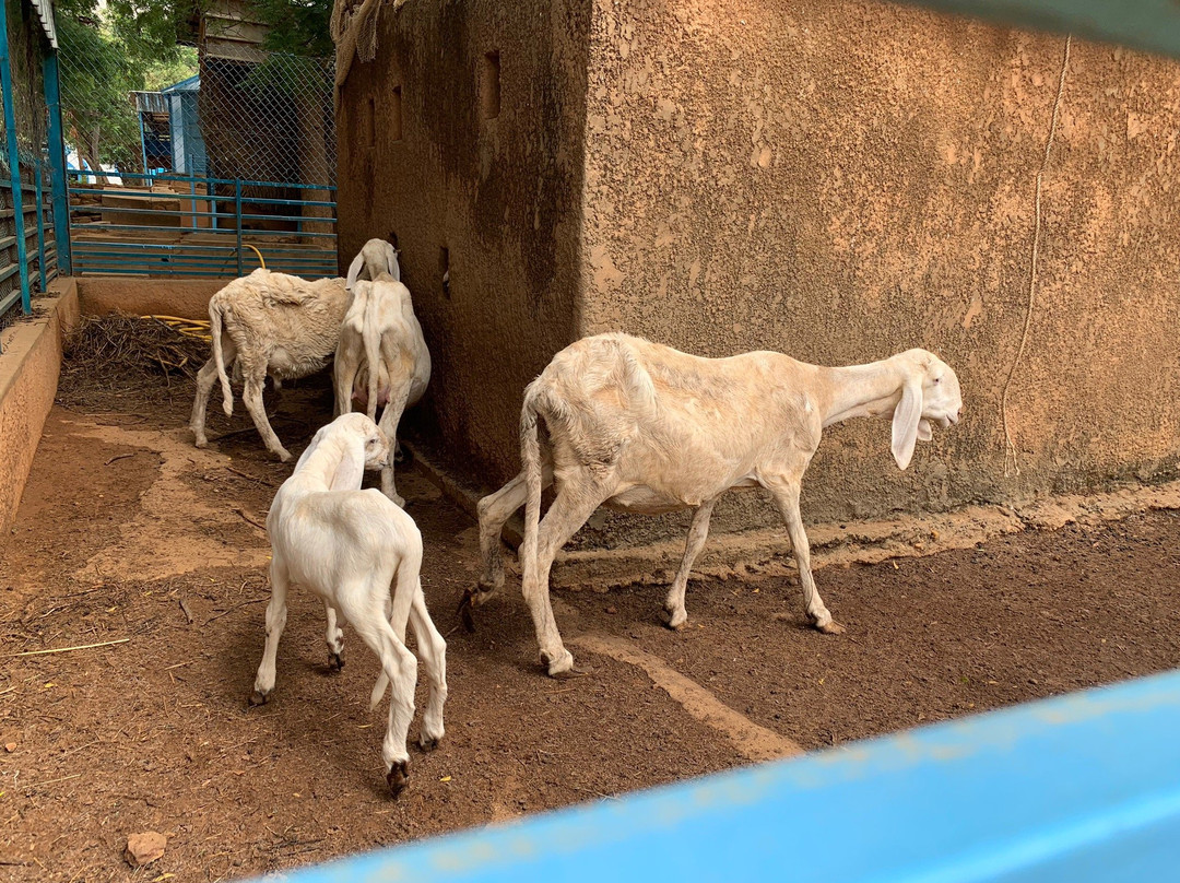 National Museum of Niger (Musée National du Niger)-尼亚美必去景点