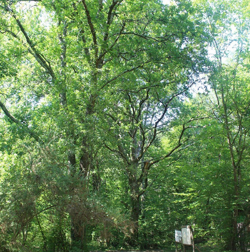 Parc Arbor et Sens景点图片