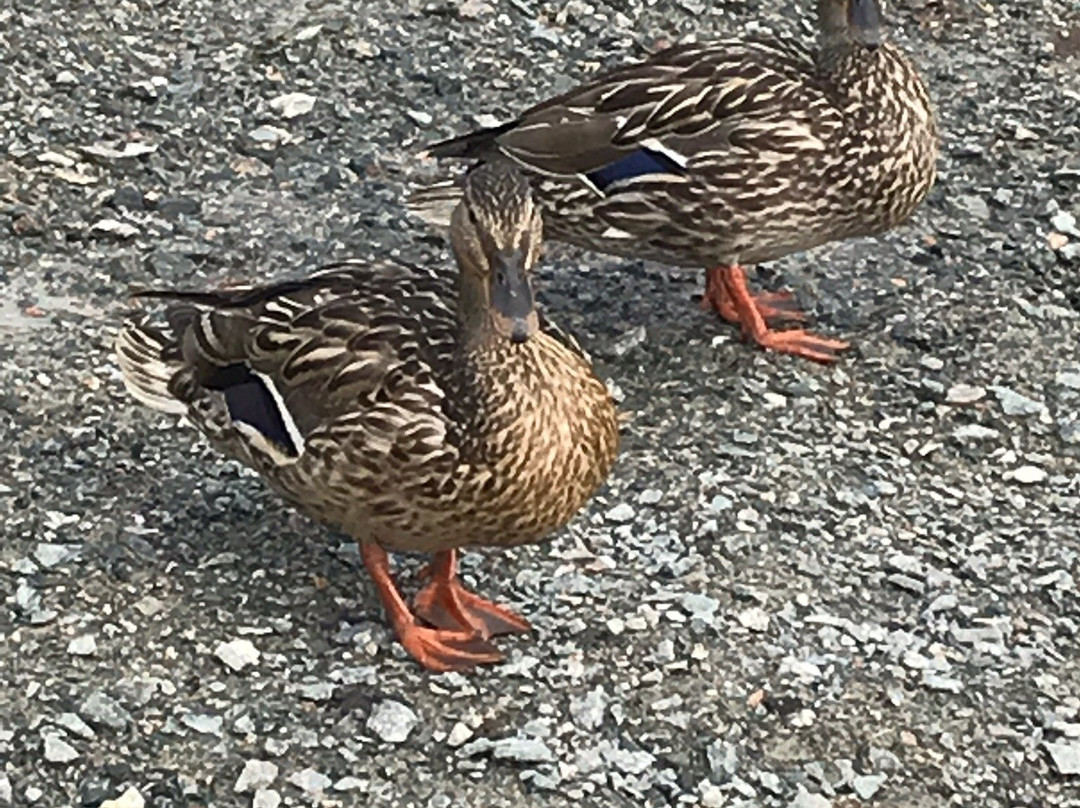 Flin Flon Wildlife Sanctuary-Flin Flon必去景点