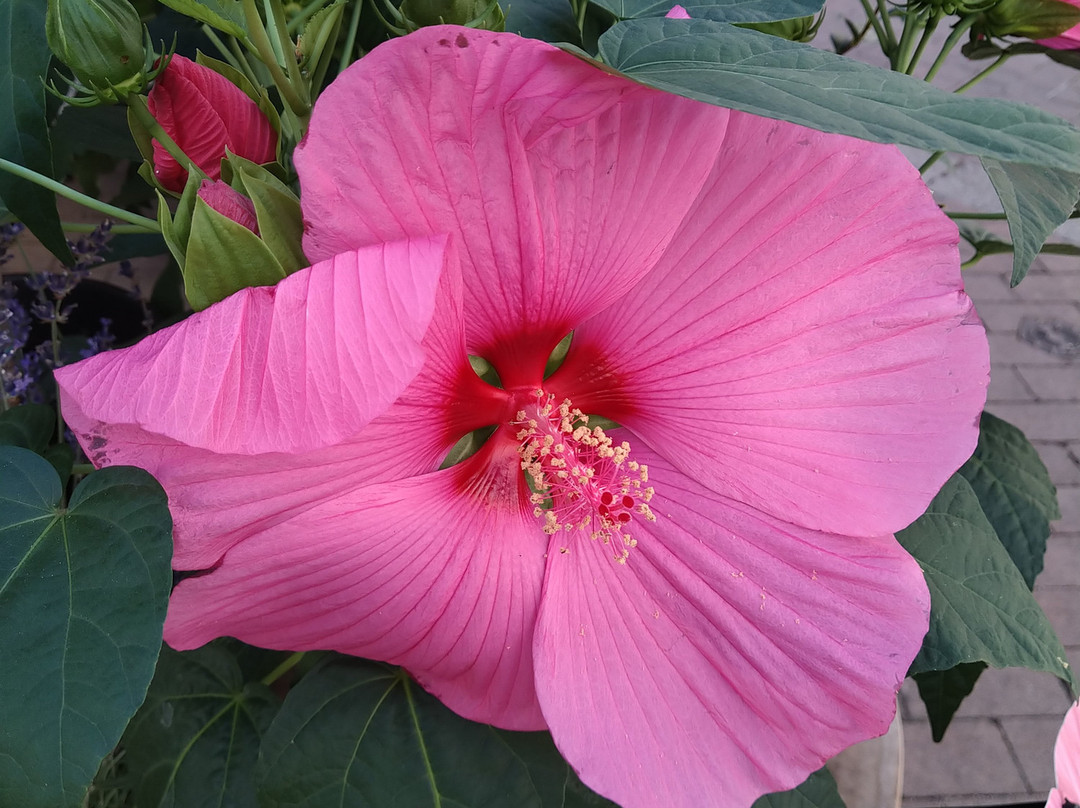 Les Persiennes主图