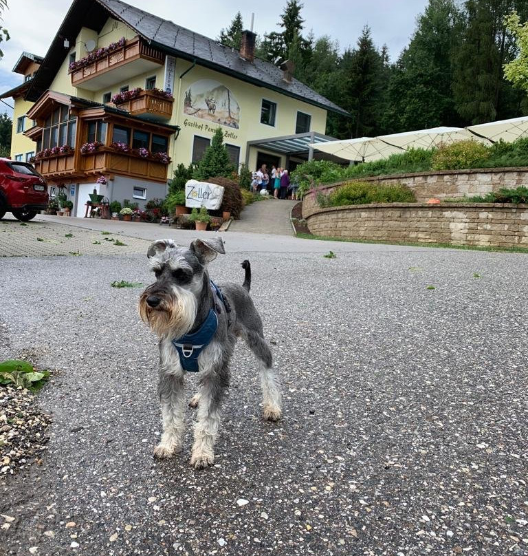 Gasthof Pension Zoller主图