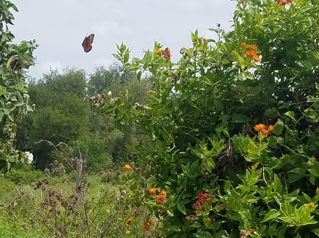 National Butterfly Center景点图片