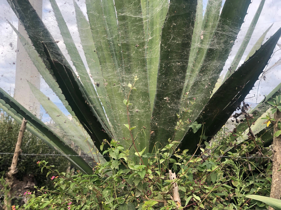 Hacienda San Francisco主图