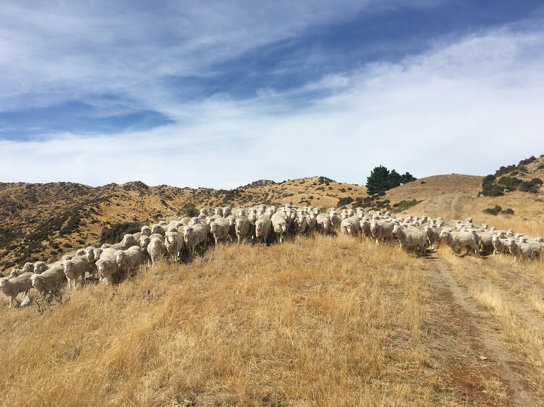 Hurunui Hills景点图片