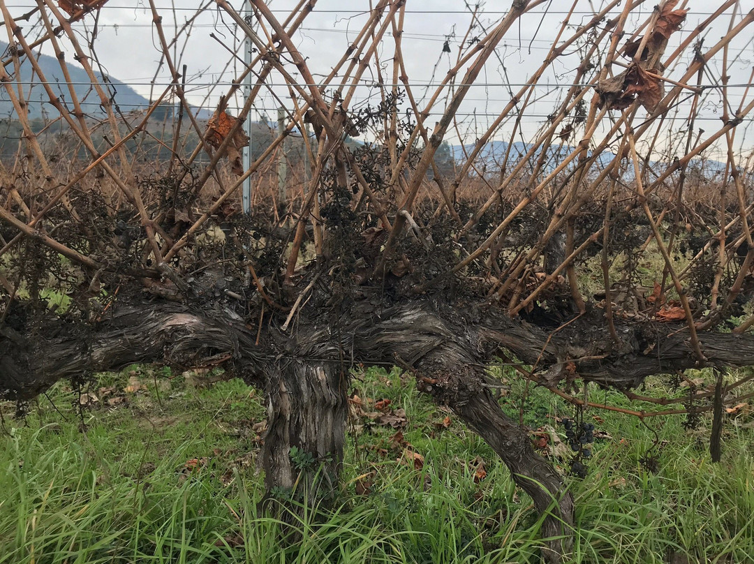 Vina Las Ninas-圣克鲁斯必去景点