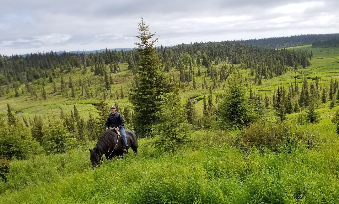 Alaska Draft Horse景点图片