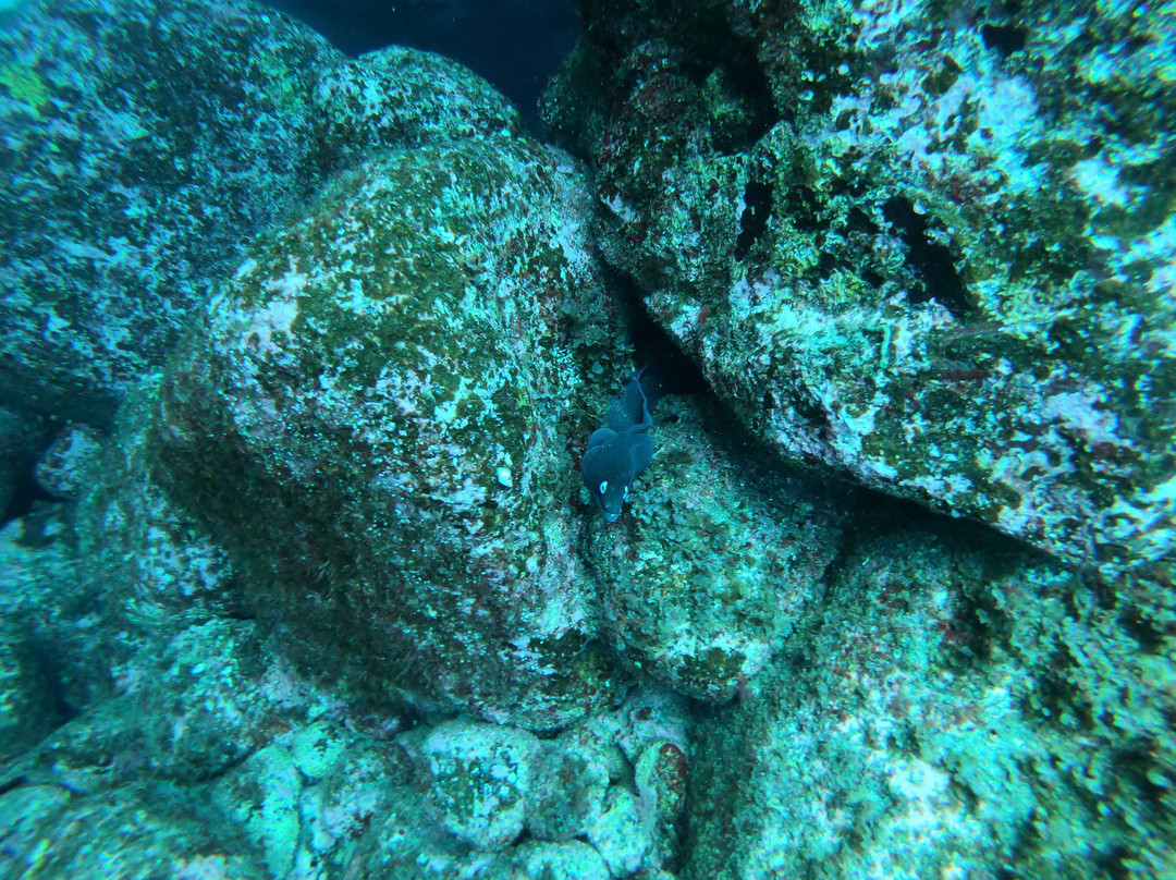 Twin peaks diving center-Pico必去景点