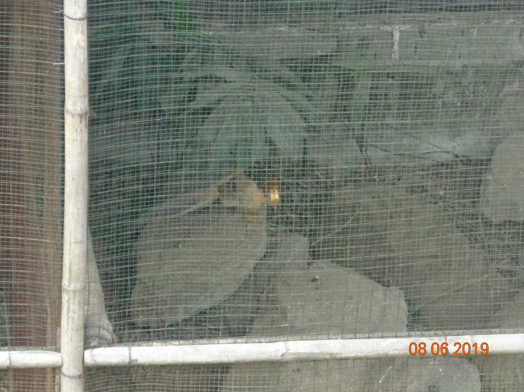 Maenam Wildlife Sanctuary-Namchi必去景点