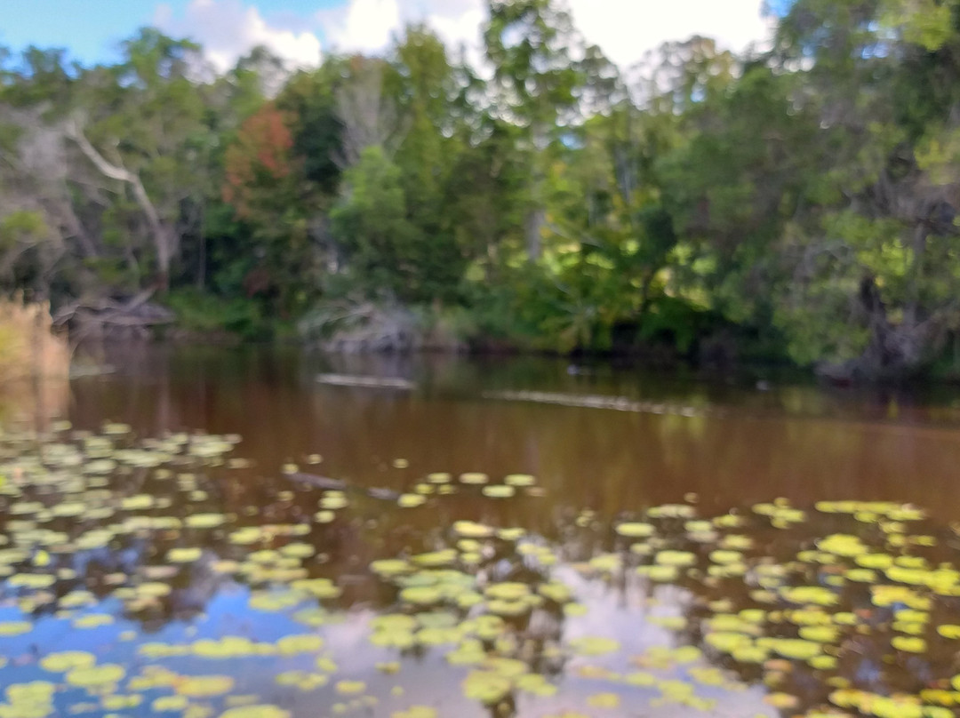 Wild Duck Farm