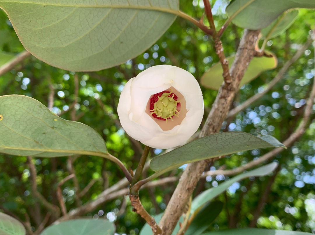 Shugakuin Temple-吉野里町必去景点
