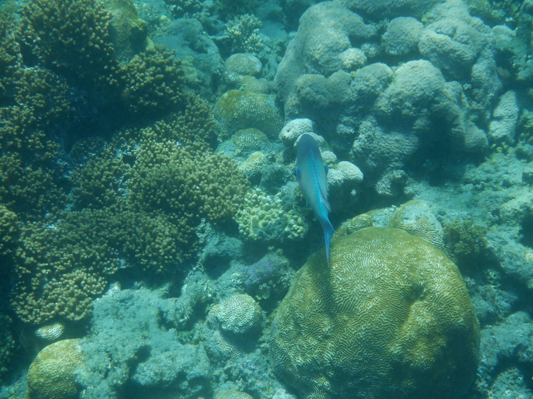 Anijima Seto Undersea Park-小笠原村必去景点
