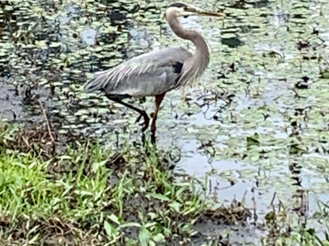 Steigerwald Lake National Wildlife Refuge景点图片