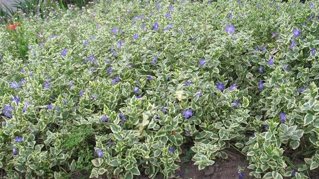 Parque Itchimbia-基多必去景点