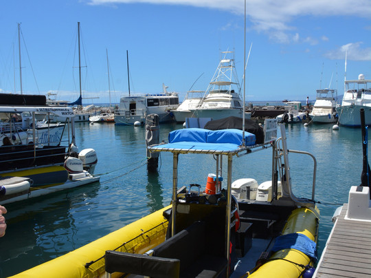 终极观鲸之旅-拉海纳必去景点