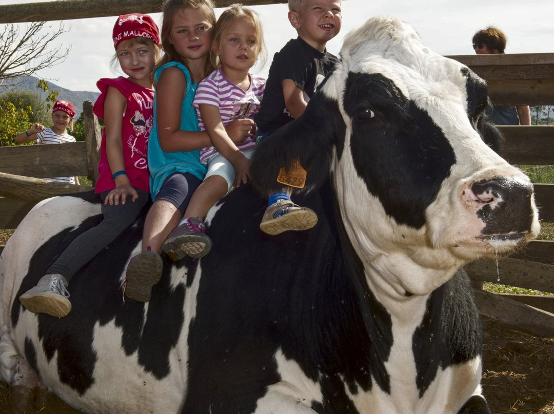 Mini Mallorca-卡普德佩拉必去景点