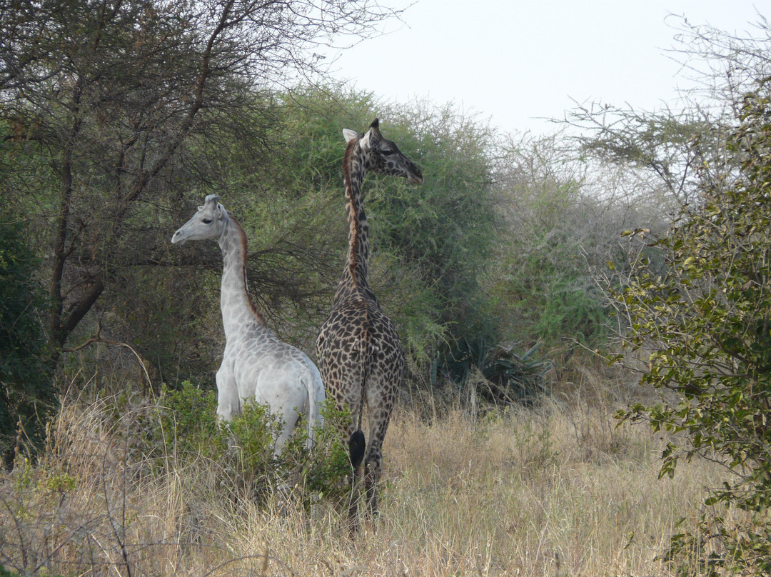 Kilivel Adventure Africa-Dar es Salaam必去景点