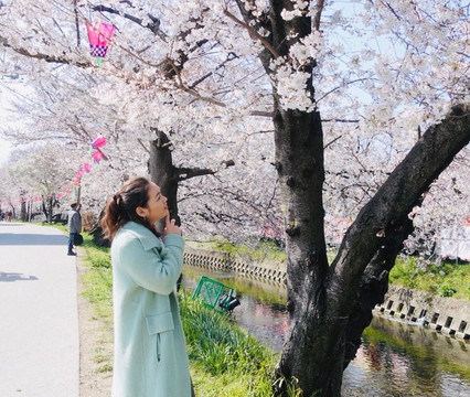 Cherry Trees along the Gojo River bank-岩仓市必去景点