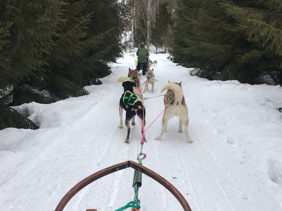 Spruce Island Husky景点图片