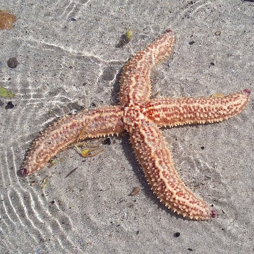 Bikini Beach-高登湾必去景点