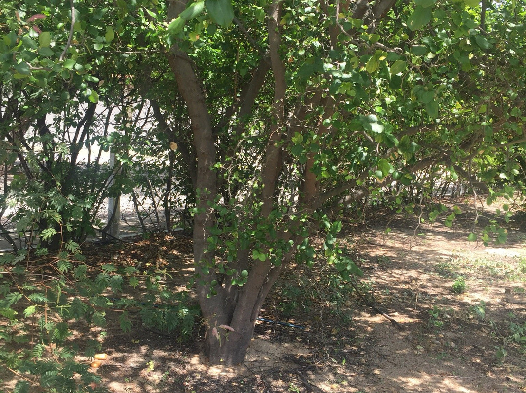 Parque Zoo-botanico da Caatinga-Petrolina必去景点