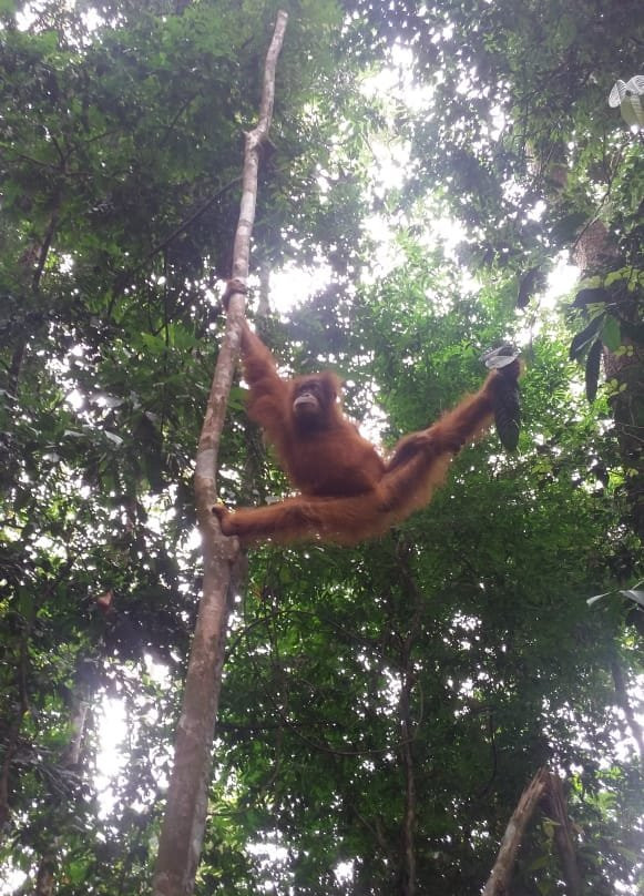 Sumatra Tour & Travel-武吉拉旺必去景点