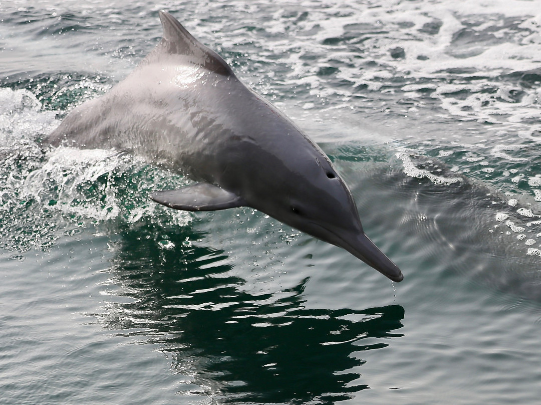 金色郁金香度假村主图