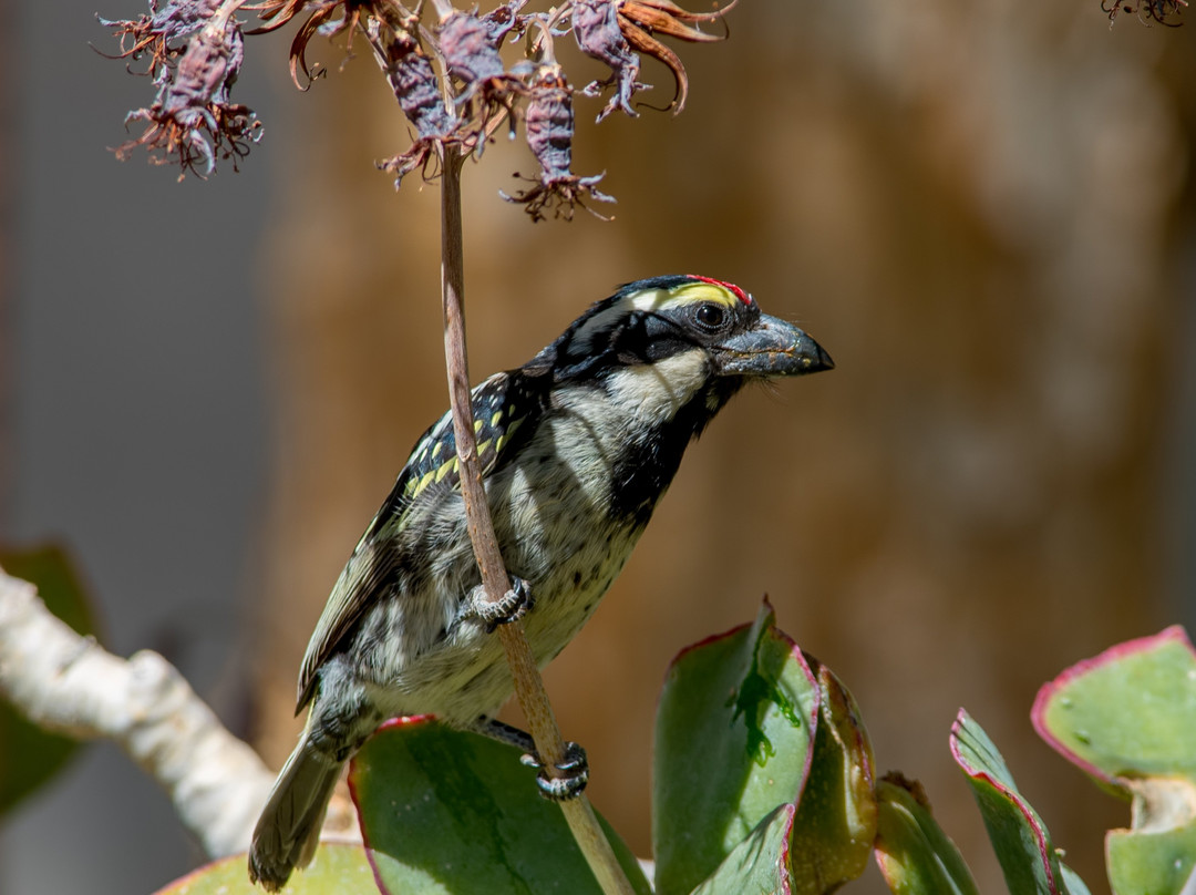 The Olive Tree Guest House主图