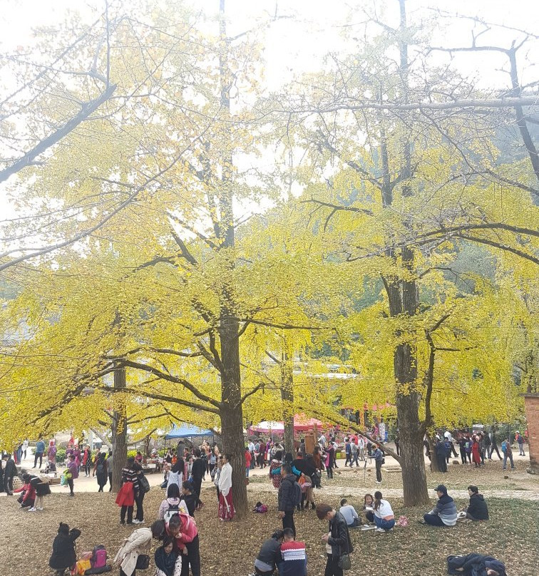 海洋银杏林田园-灵川县必去景点
